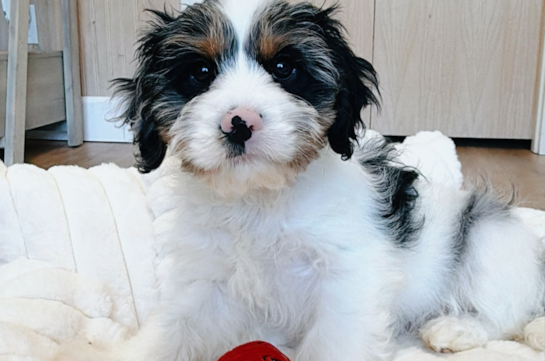 Cavapoo Pup Being Cute