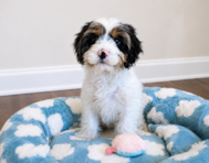 13 week old Cavapoo Puppy For Sale - Seaside Pups