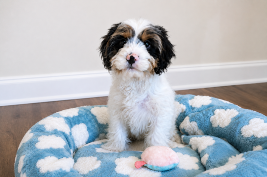 Cavapoo Pup Being Cute