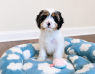 13 week old Cavapoo Puppy For Sale - Seaside Pups