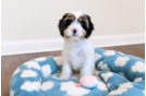 Cavapoo Pup Being Cute