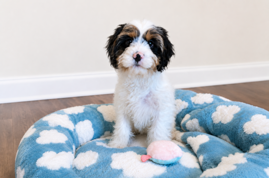 Cavapoo Pup Being Cute
