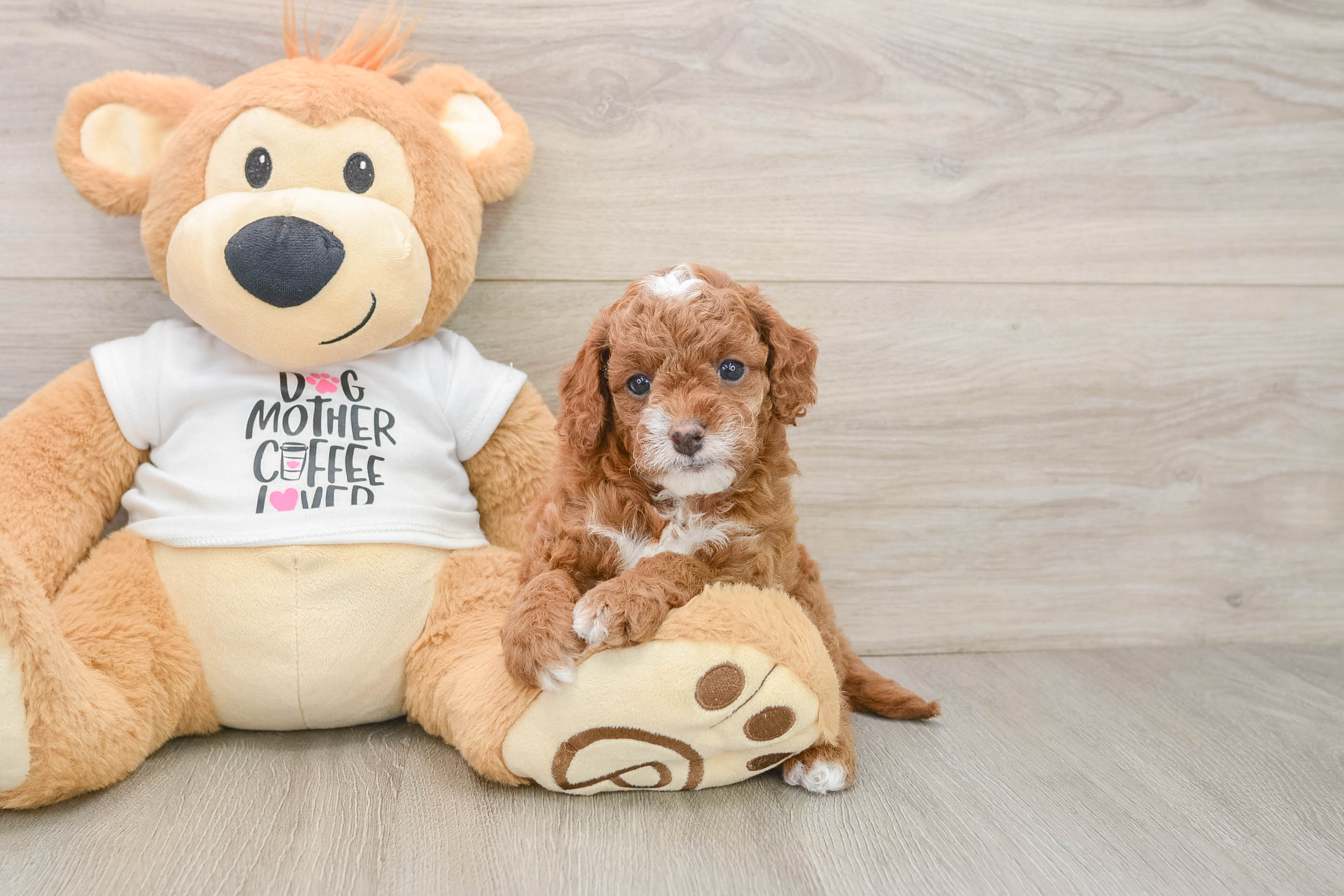 Cute Cavapoo Baby