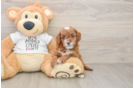 Cute Cavapoo Baby