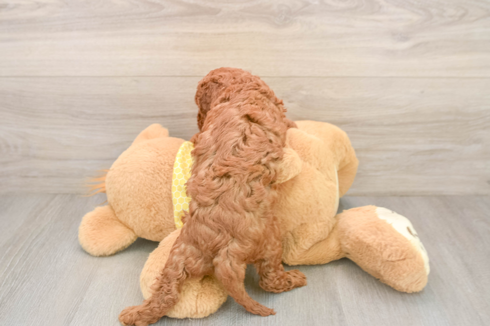 Energetic Cavoodle Poodle Mix Puppy