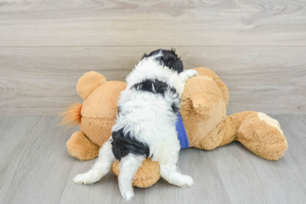 Energetic Cavoodle Poodle Mix Puppy