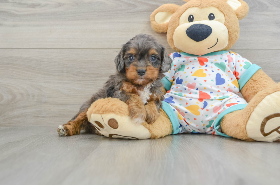 6 week old Cavapoo Puppy For Sale - Seaside Pups