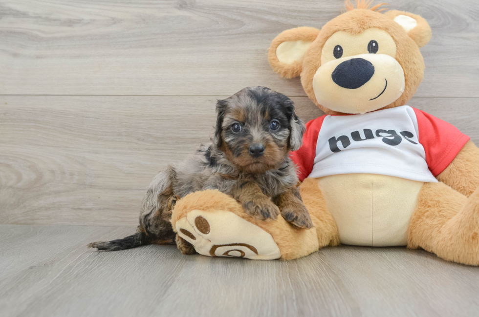 6 week old Cavapoo Puppy For Sale - Seaside Pups