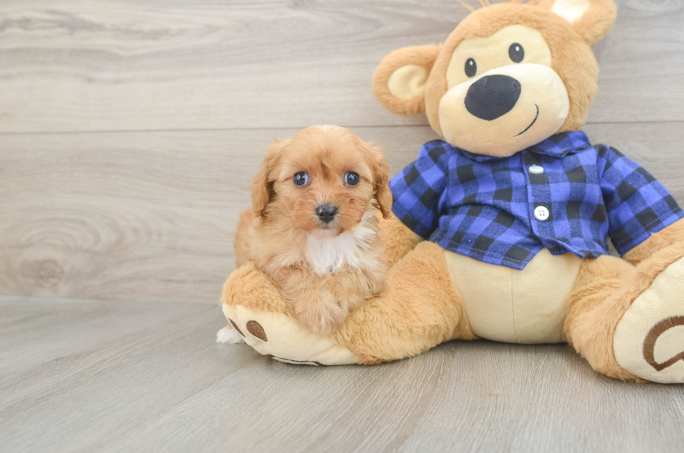 7 week old Cavapoo Puppy For Sale - Seaside Pups