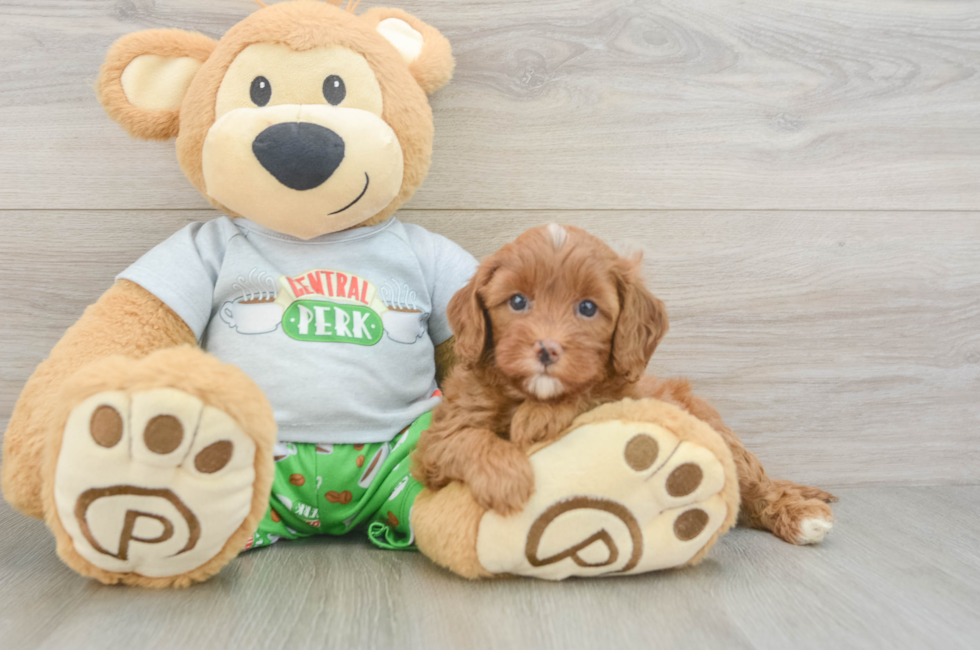 5 week old Cavapoo Puppy For Sale - Seaside Pups