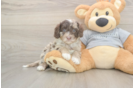 Best Cavapoo Baby