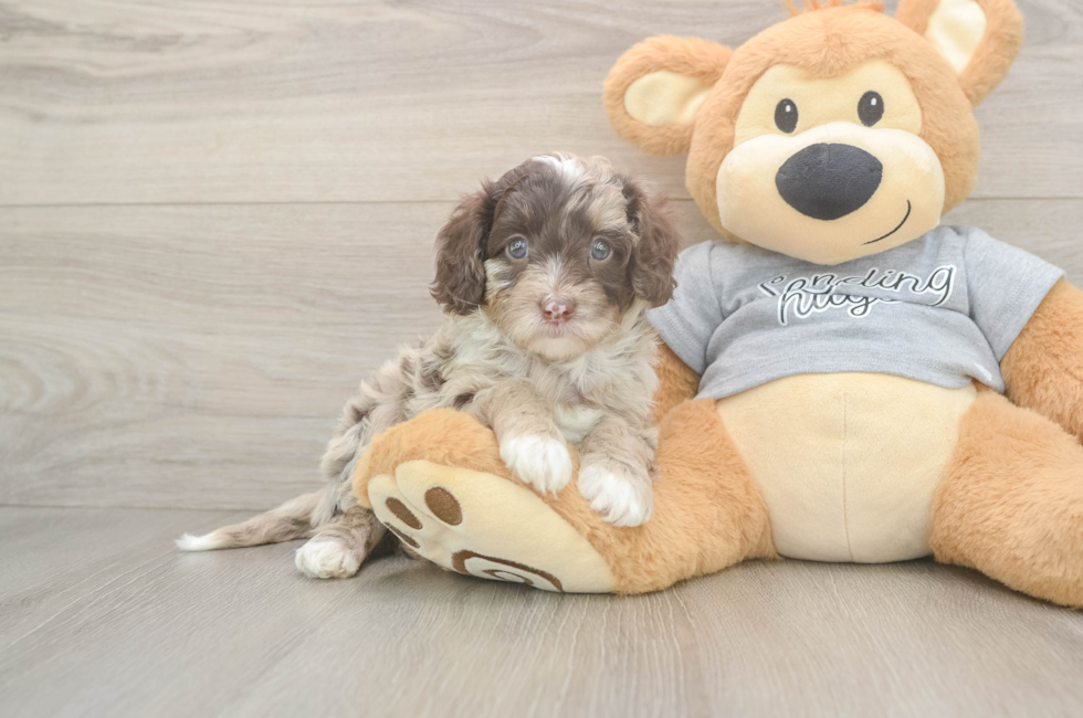 5 week old Cavapoo Puppy For Sale - Seaside Pups