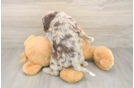 Cute Cavapoo Baby