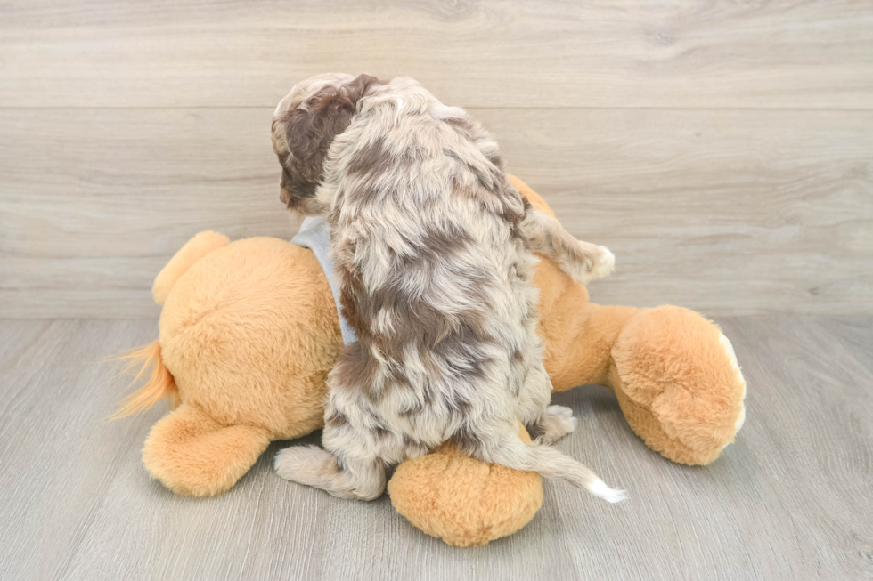 Cute Cavapoo Baby