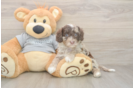 Cavapoo Puppy for Adoption