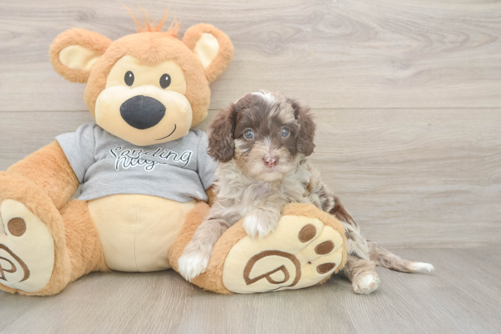 Cavapoo Puppy for Adoption