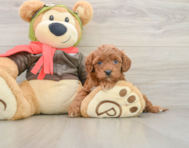 8 week old Cavapoo Puppy For Sale - Seaside Pups