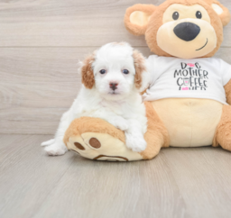 7 week old Cavapoo Puppy For Sale - Seaside Pups