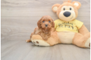 Cavapoo Puppy for Adoption