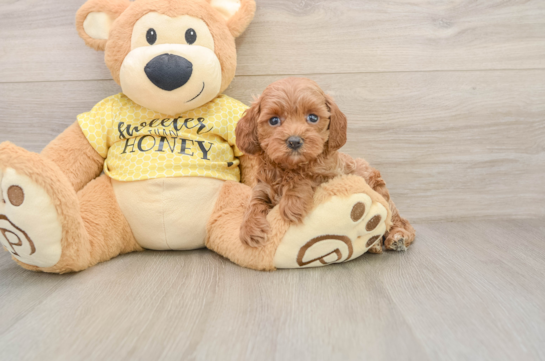 Best Cavapoo Baby