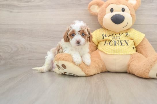 Best Cavapoo Baby