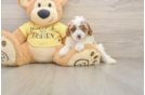 Best Cavapoo Baby