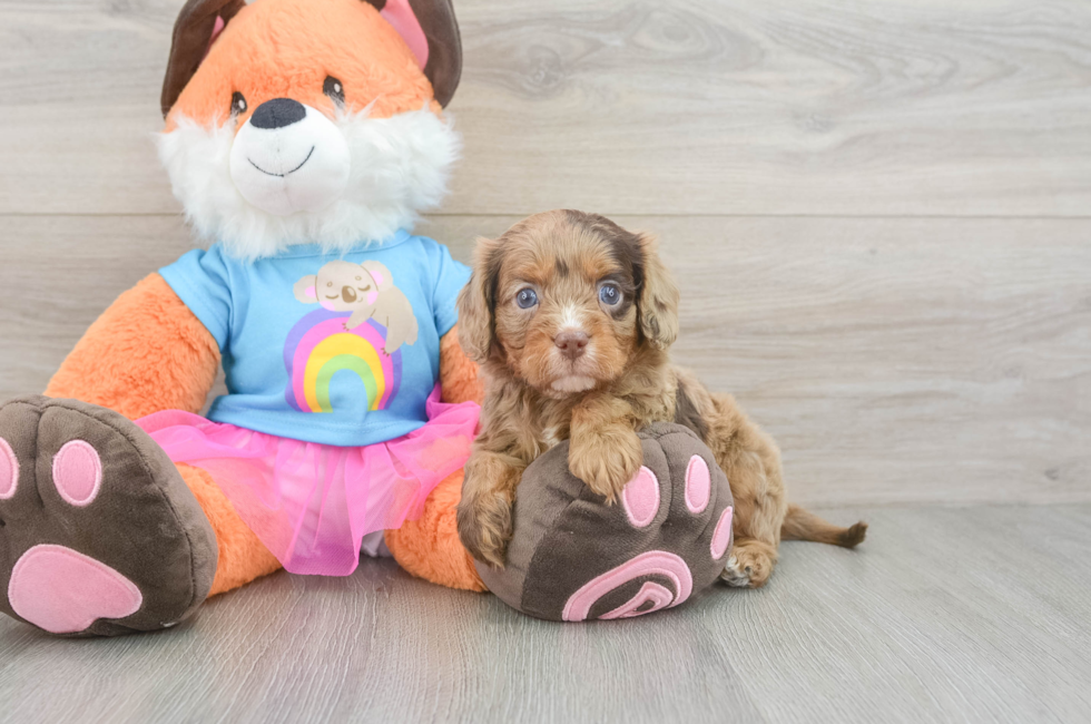 5 week old Cavapoo Puppy For Sale - Seaside Pups