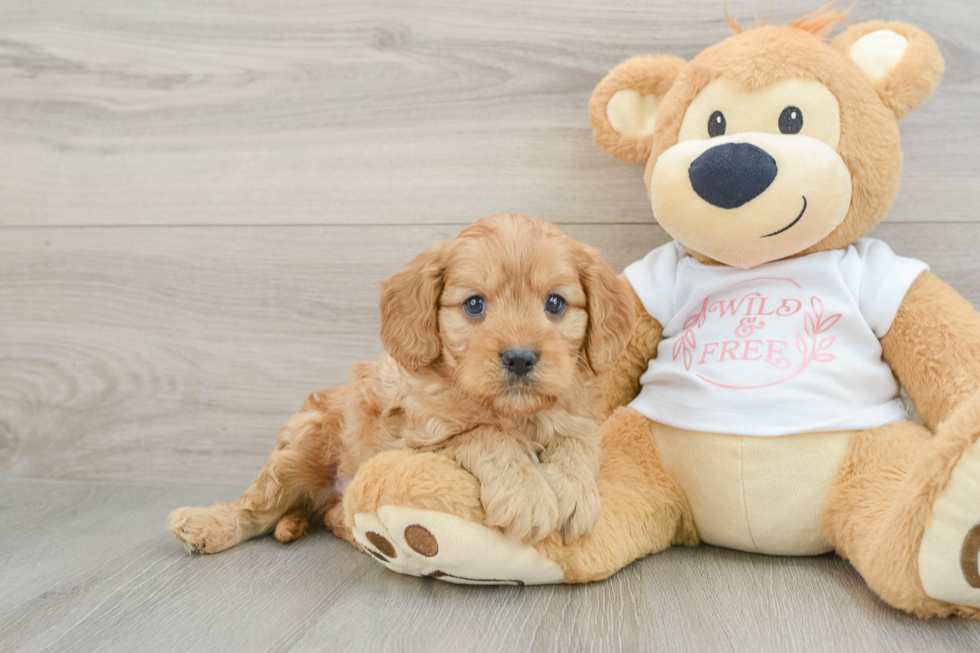 Popular Cavapoo Poodle Mix Pup