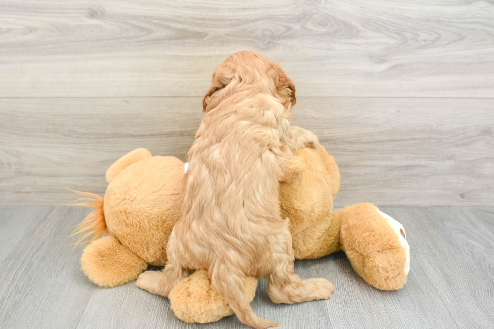 Playful Cavapoodle Poodle Mix Puppy