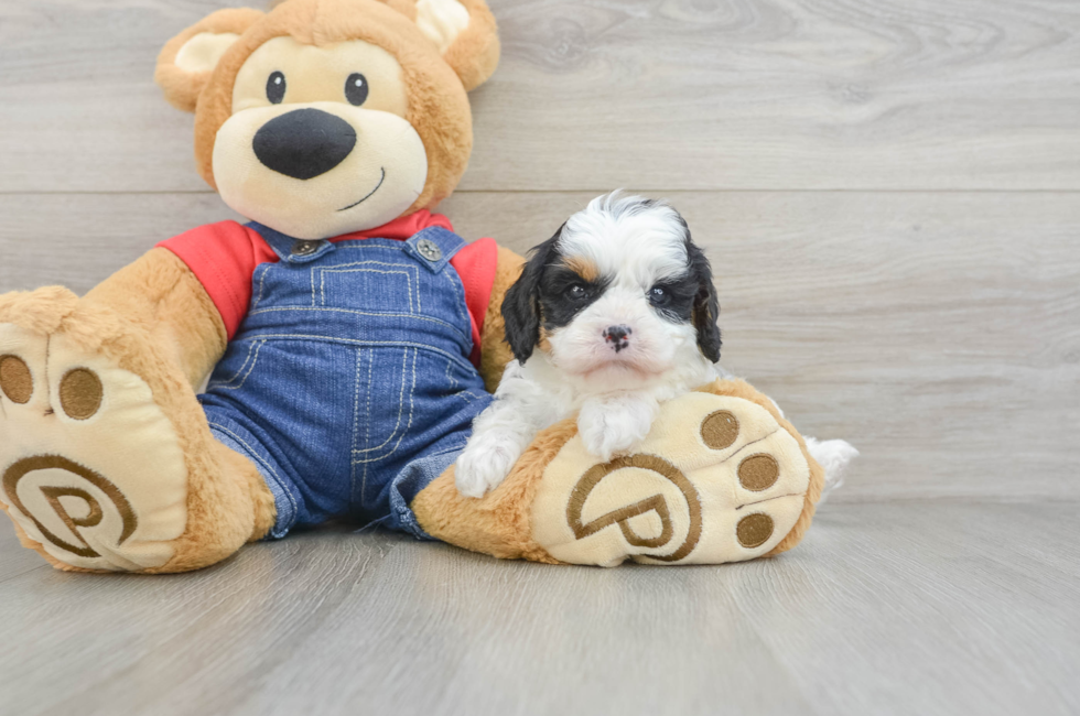 6 week old Cavapoo Puppy For Sale - Seaside Pups