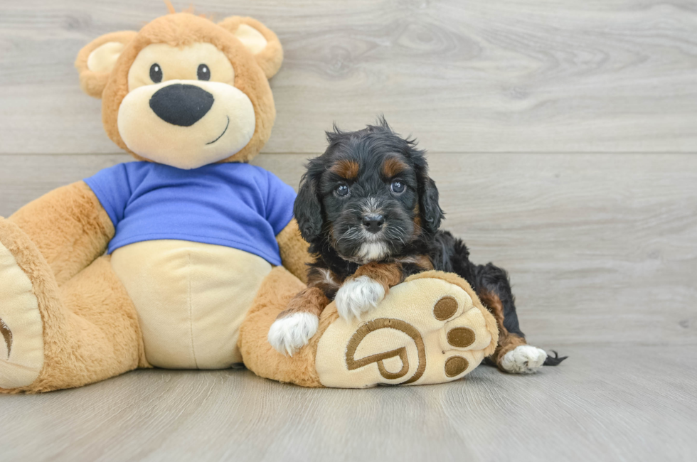 5 week old Cavapoo Puppy For Sale - Seaside Pups