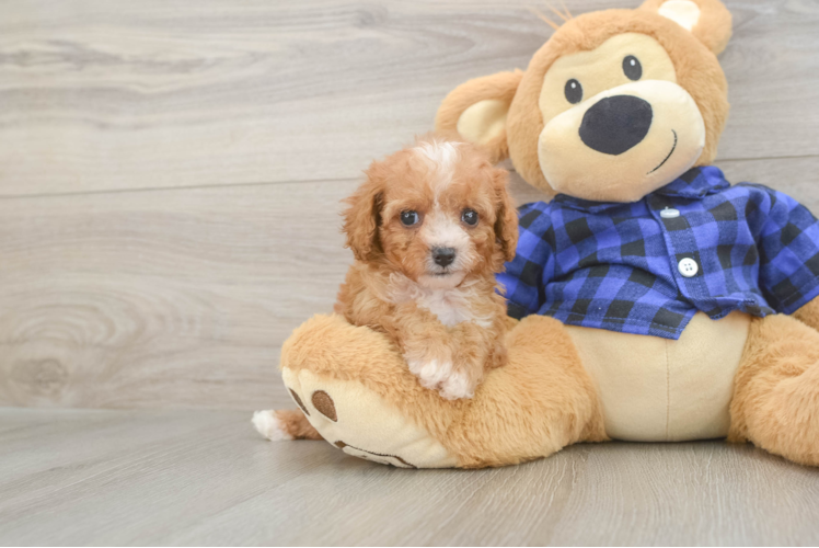 Playful Cavapoodle Poodle Mix Puppy