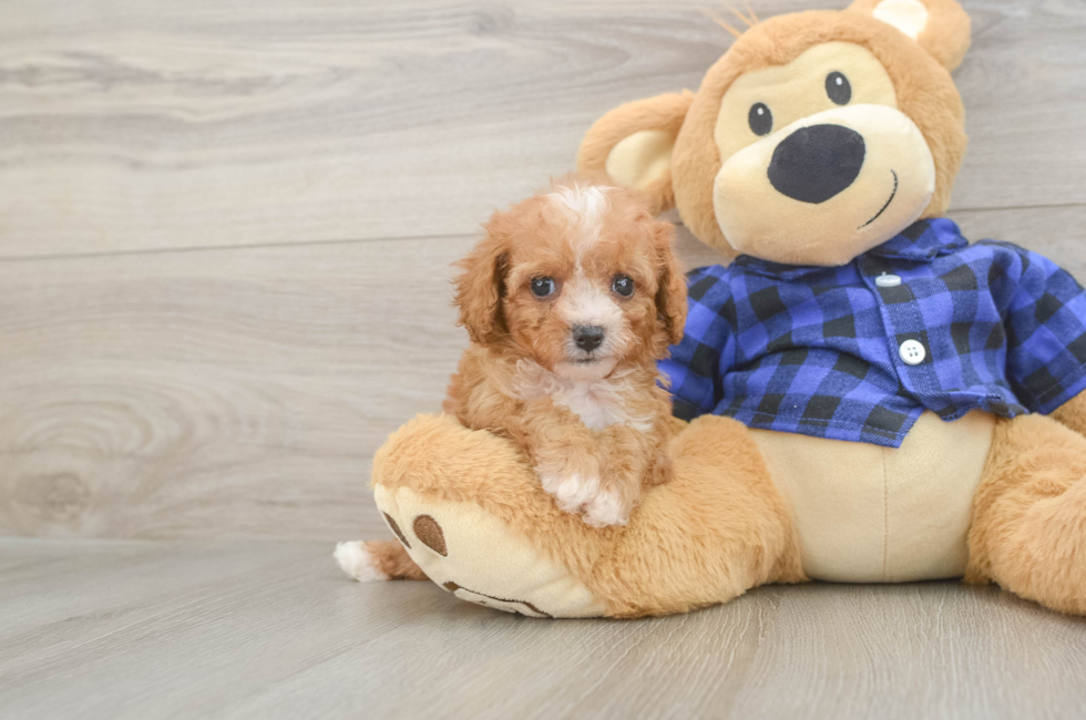 7 week old Cavapoo Puppy For Sale - Seaside Pups