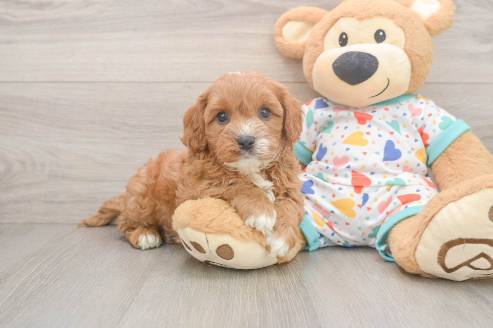 Sweet Cavapoo Baby