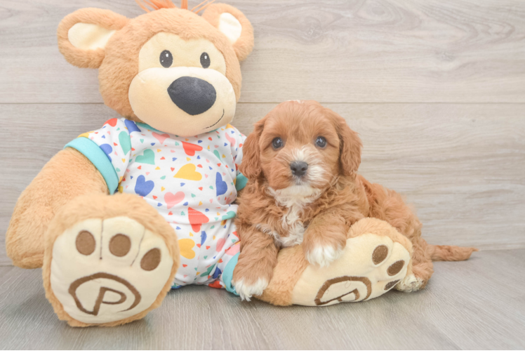 Adorable Cavalier King Charles Spaniel and Poodle Mix Poodle Mix Puppy