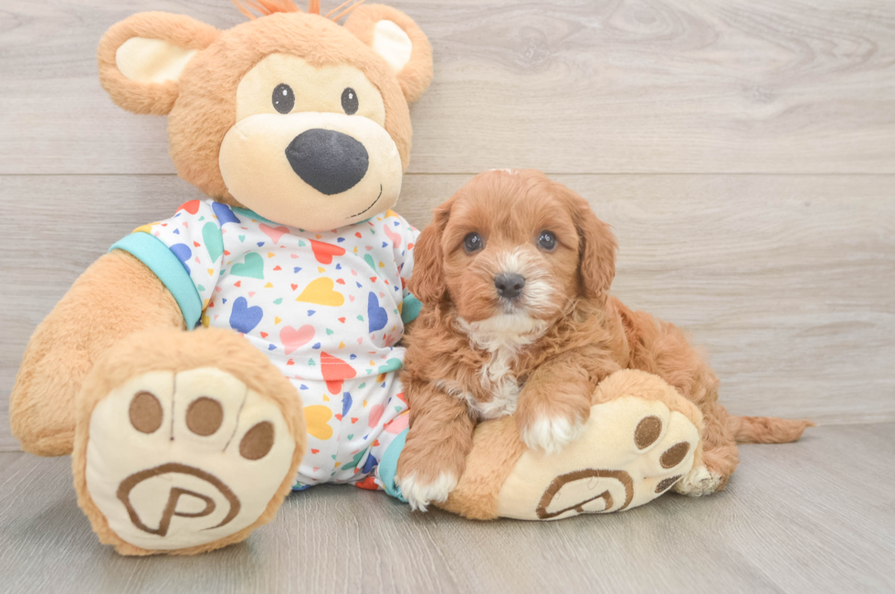 6 week old Cavapoo Puppy For Sale - Seaside Pups