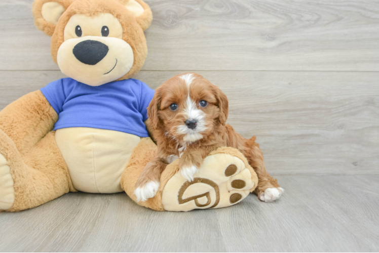 Popular Cavapoo Poodle Mix Pup
