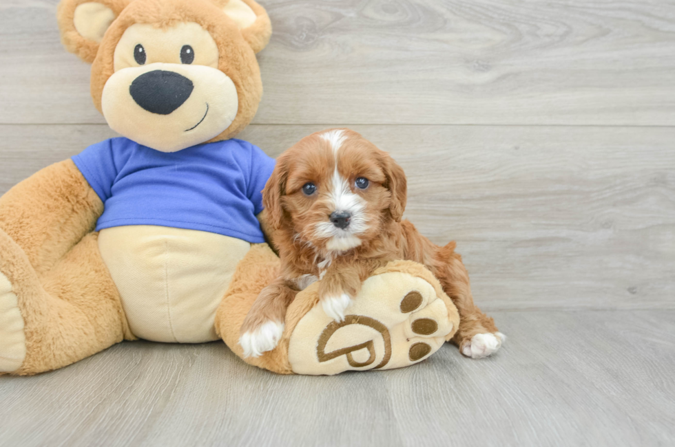 5 week old Cavapoo Puppy For Sale - Seaside Pups