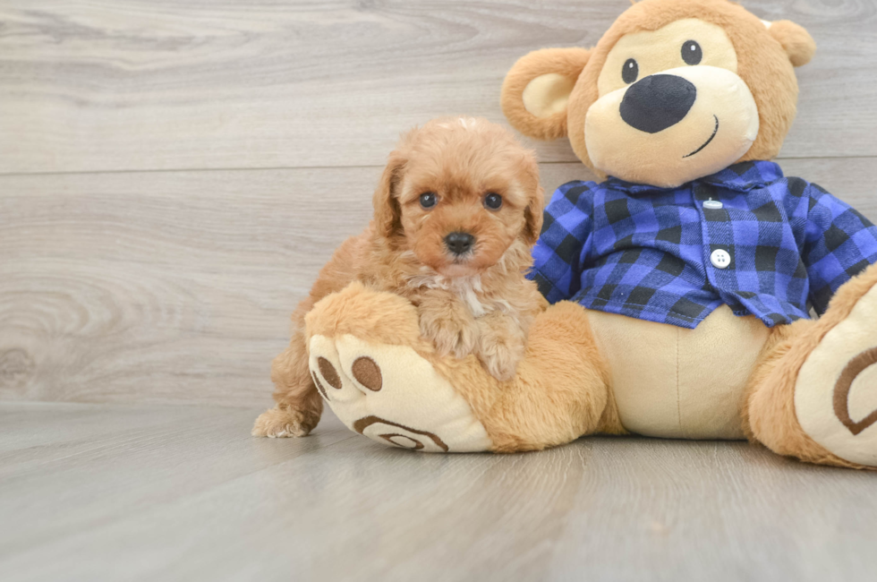 7 week old Cavapoo Puppy For Sale - Seaside Pups