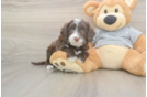 Cavapoo Puppy for Adoption