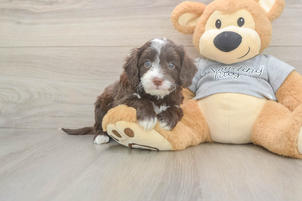 Cavapoo Puppy for Adoption