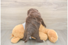 Cavapoo Pup Being Cute