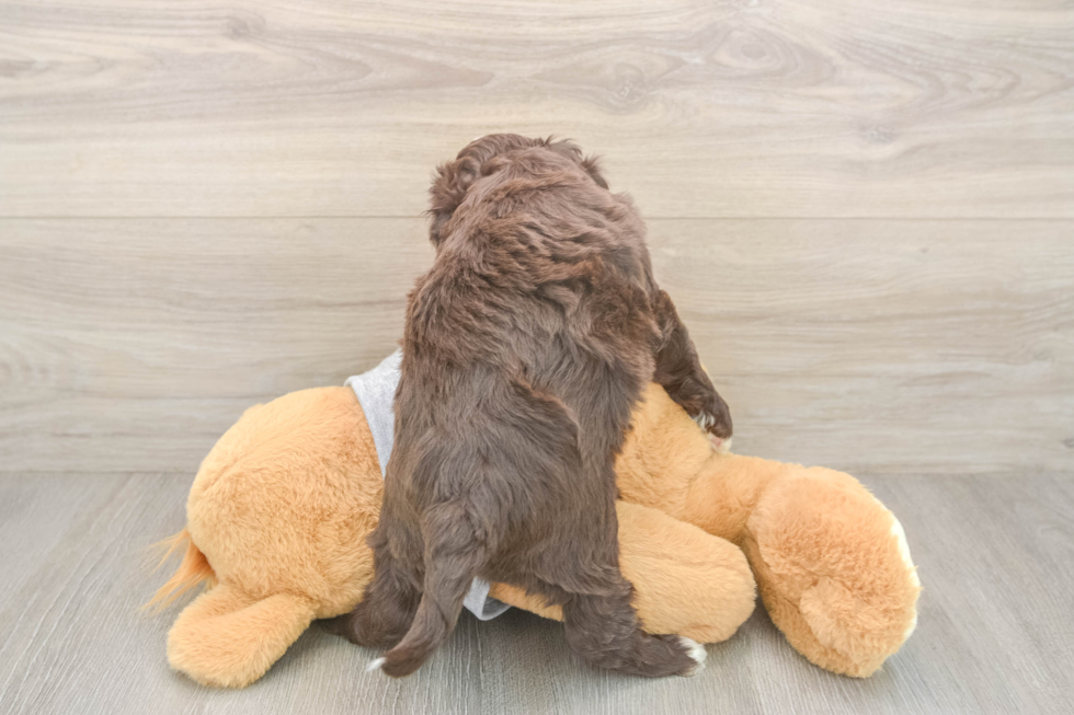 Cavapoo Pup Being Cute