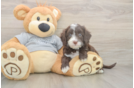 Best Cavapoo Baby