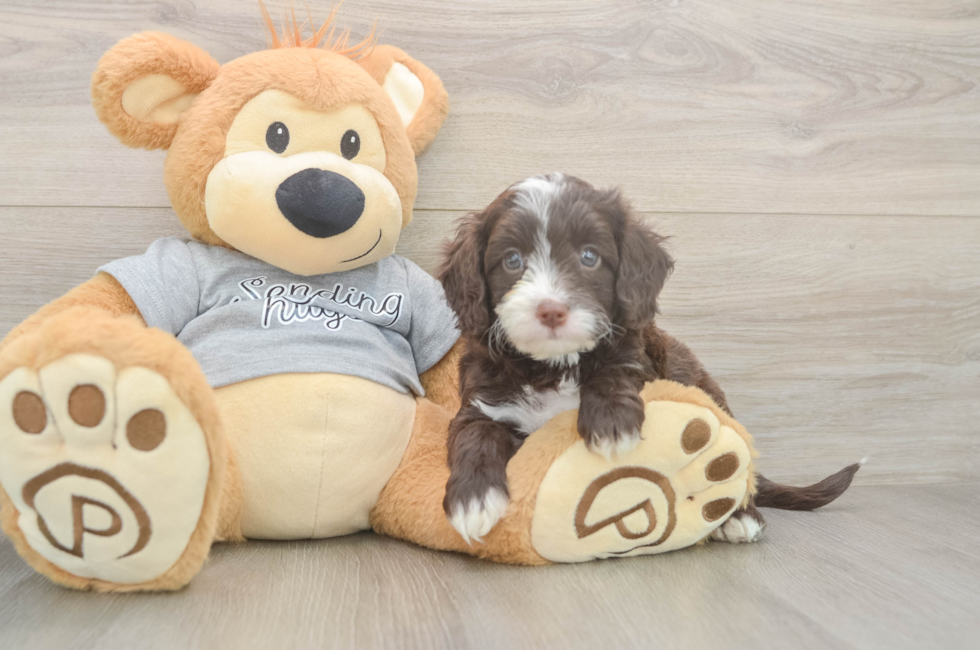 5 week old Cavapoo Puppy For Sale - Seaside Pups