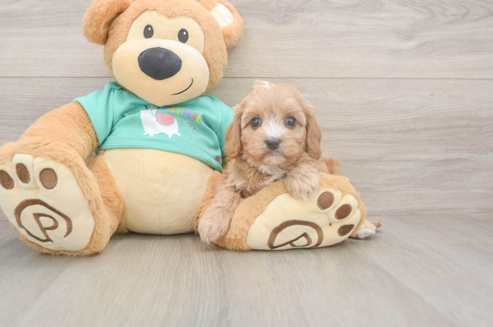 5 week old Cavapoo Puppy For Sale - Seaside Pups