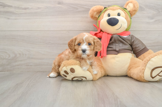 Hypoallergenic Cavadoodle Poodle Mix Puppy