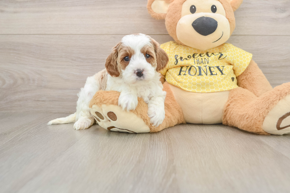 Smart Cavapoo Poodle Mix Pup