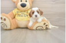 Cavapoo Pup Being Cute