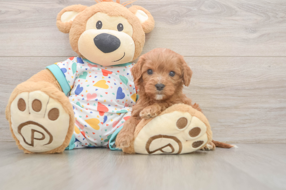 6 week old Cavapoo Puppy For Sale - Seaside Pups